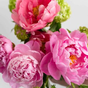 The Peony Party